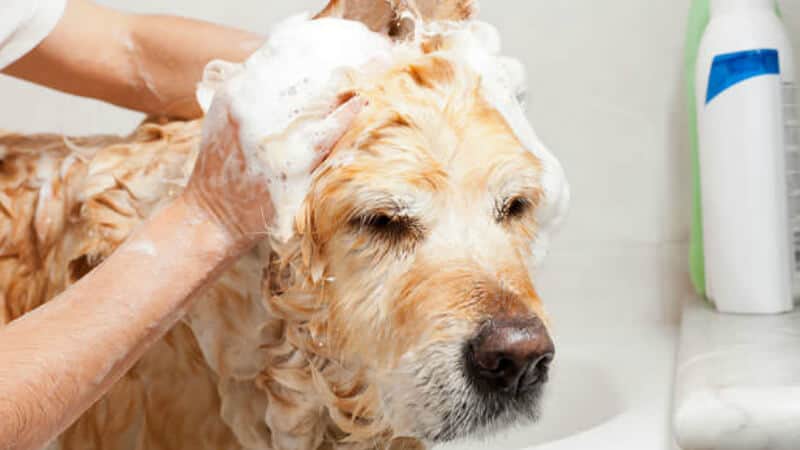 Best type of shampoo for your dog