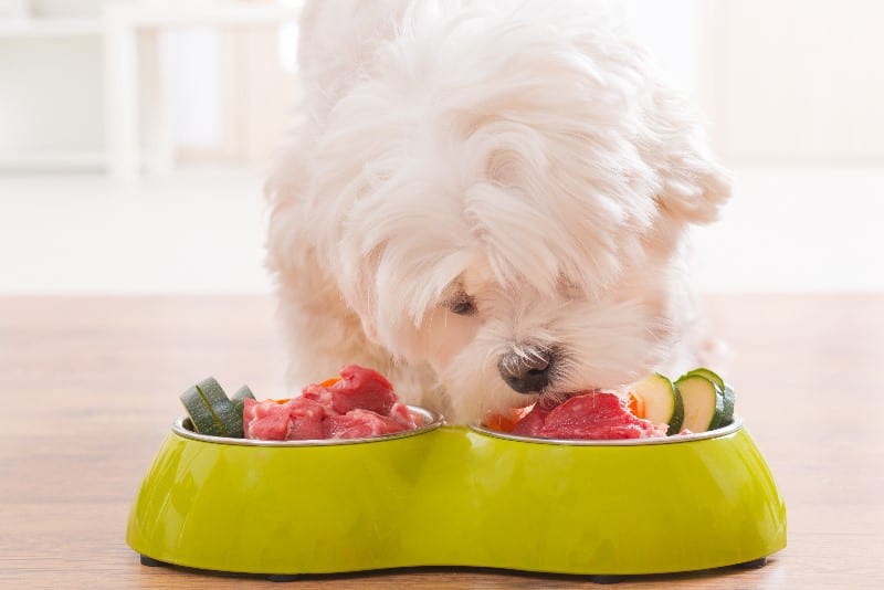 Dog feeding on raw food