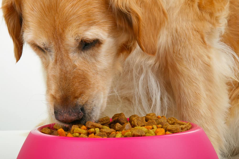 Dog eating dog food from bowl