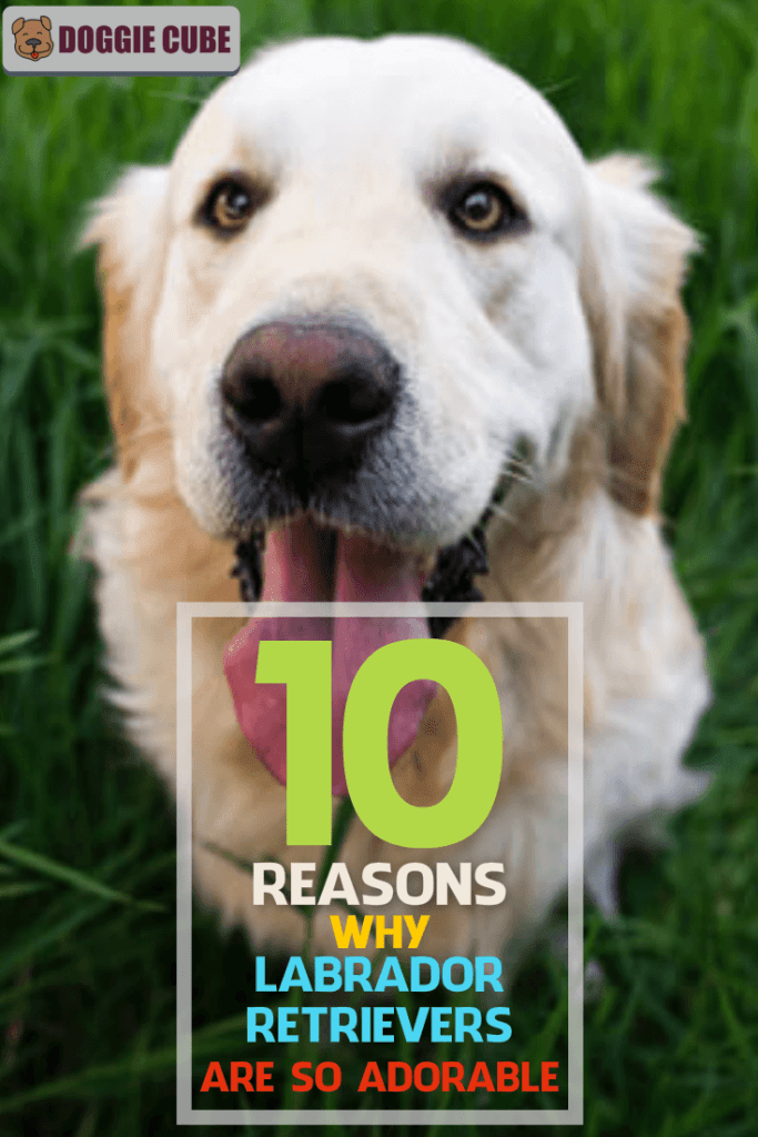 10 Reasons Why Labrador Retrievers Are So Adorable