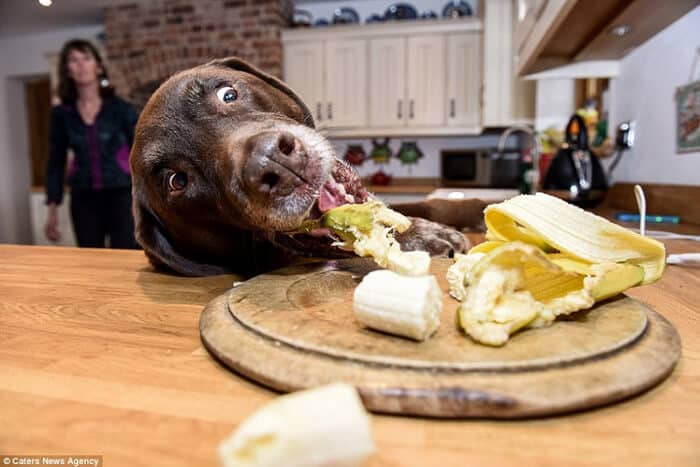labrador eating