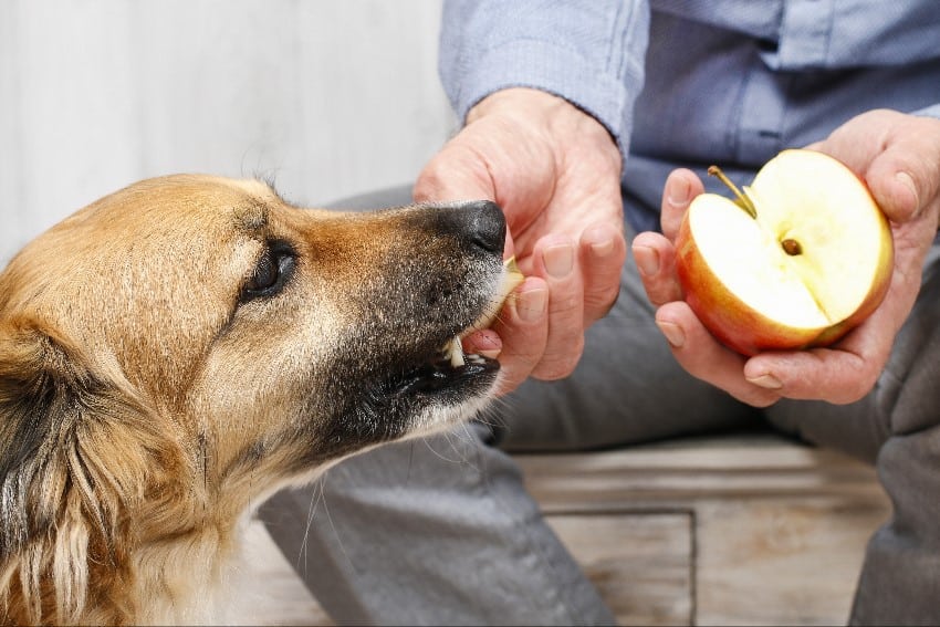 Giving dog a treat