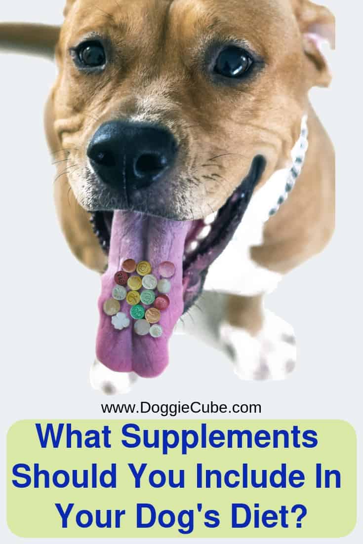 What types of dog supplements should you add to your pet's diet