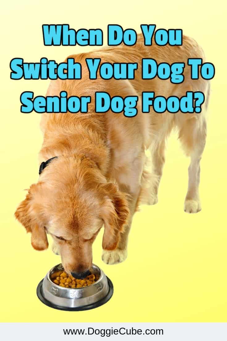 When to switch your dog to senior dog food?