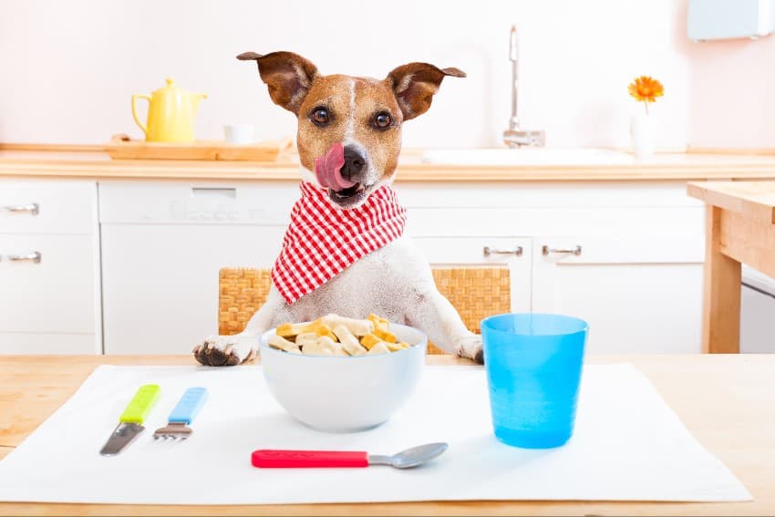 Healthy diet for your dog