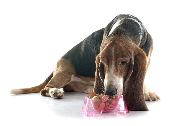 Senior dog eating food