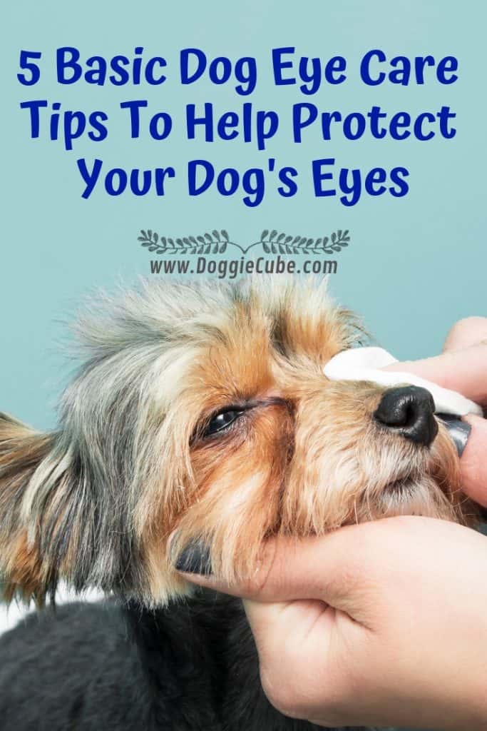 5 basic dog eye care tips to help protect your pet's eyes.