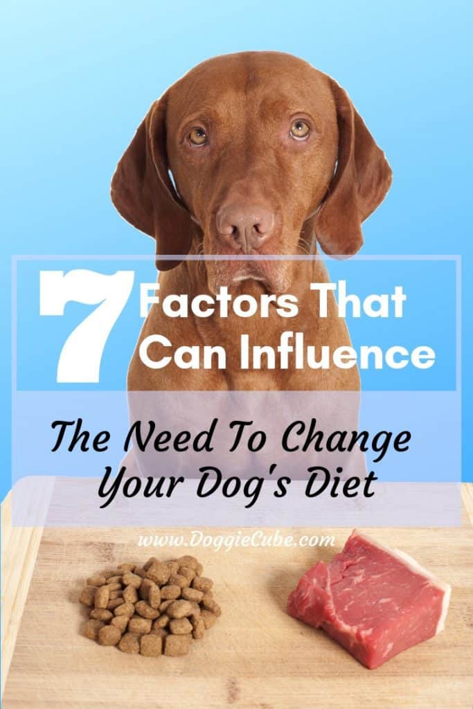 7 factors that can influence the need to change your dog's diet.