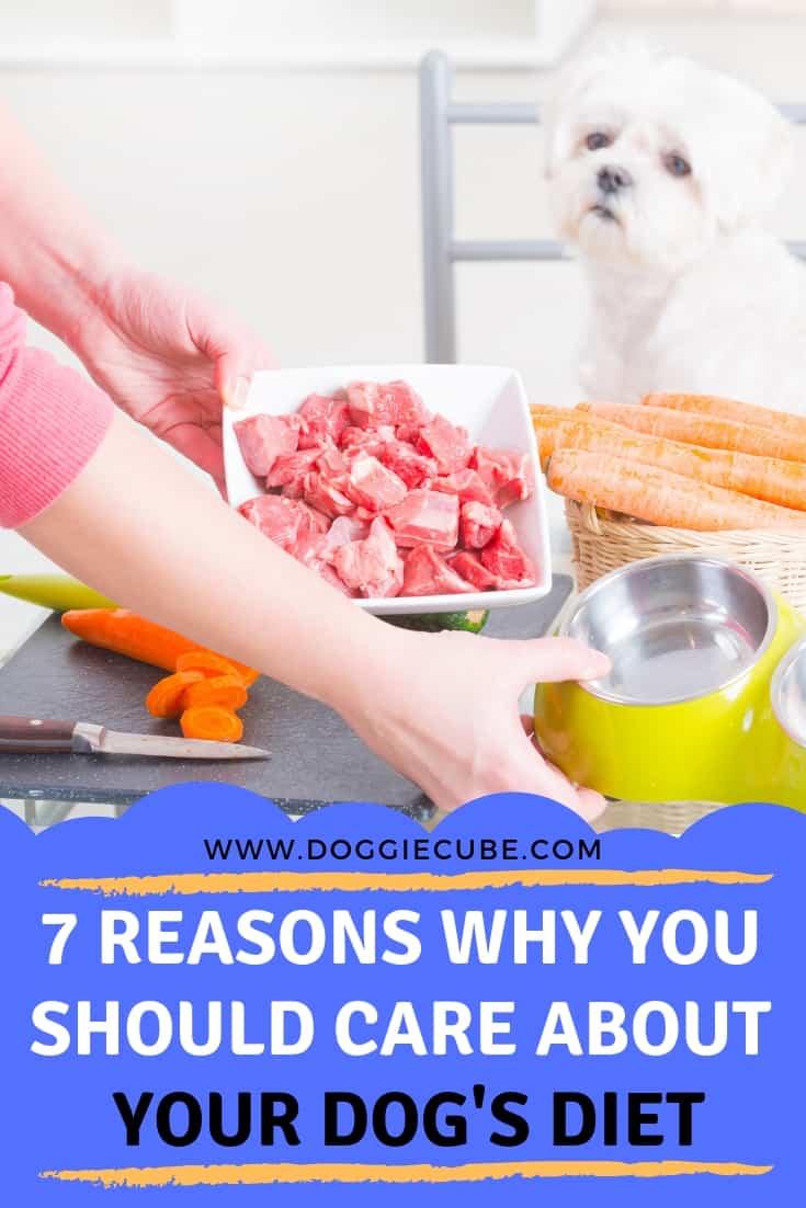 Diet for dogs - 7 reasons why you should care about your dog's diet