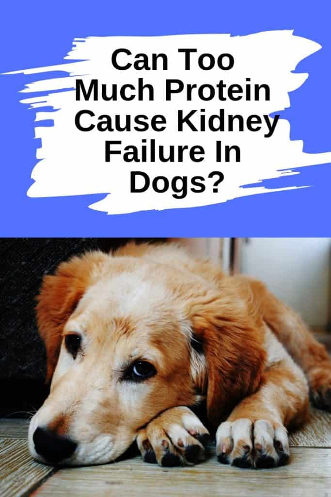 Some dog owners think that too much protein can cause kidney failure in dogs. So they restrict the amount of dog protein in their pet's diet for fear that it may affect their health. So is this something to worry about or is it just a myth? Find out more. #doghealth #dognutrition
