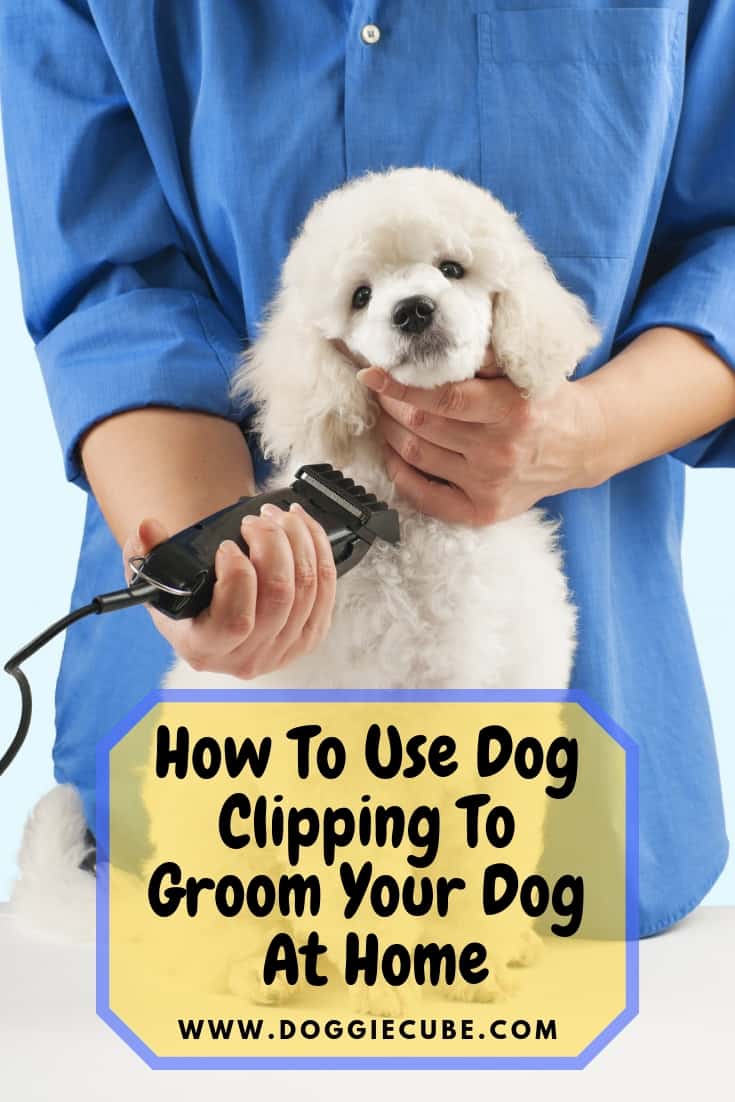 How to use dog clipping to groom your dog at home
