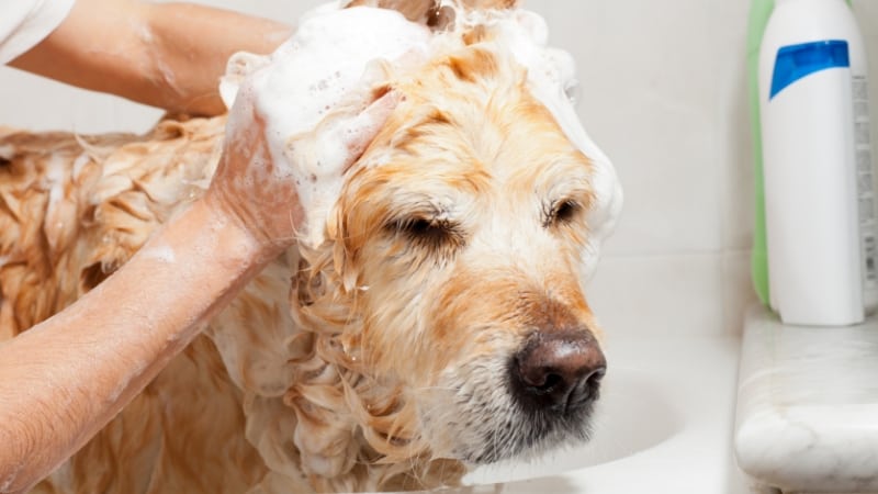 Applying shampoo to a dog's head