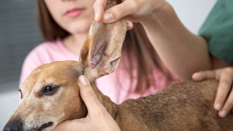 Basic ear care for dogs