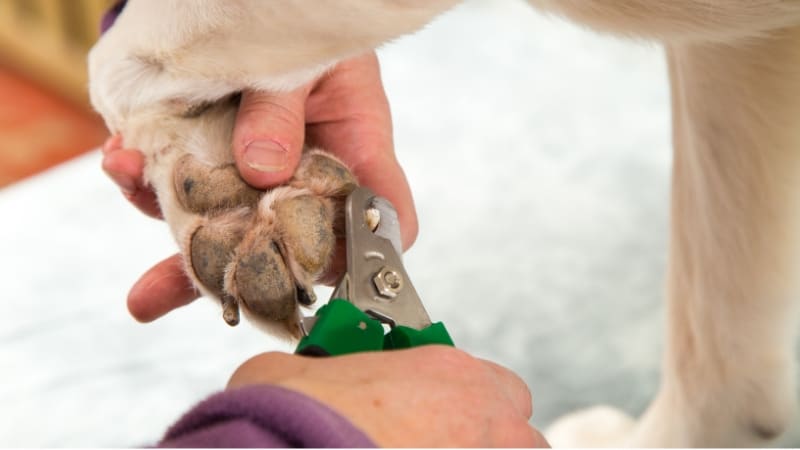 Clipping a dog's nail