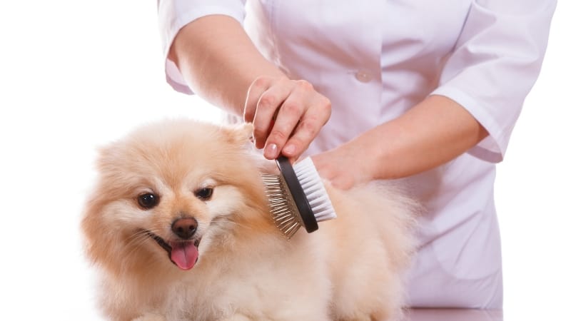 Brushing a dog with a combination pin and bristle brush