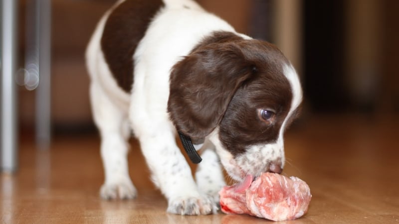 dog eating meat for protein