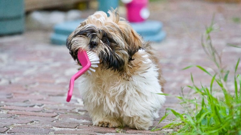 Dog with a brush in mouth