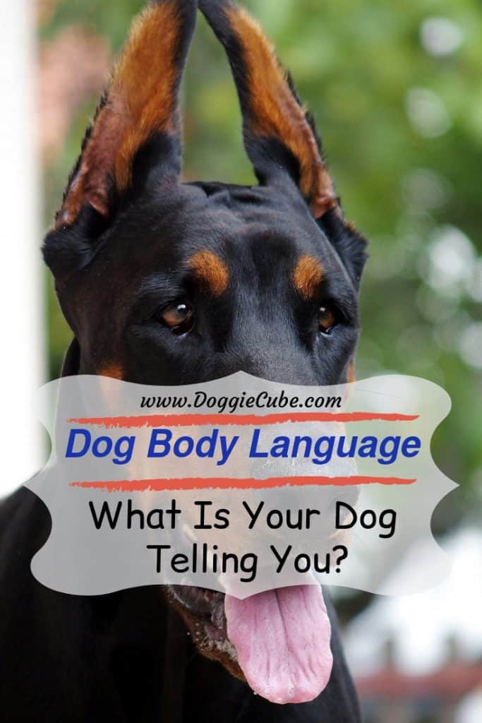 Dog body language - what is your dog telling you?