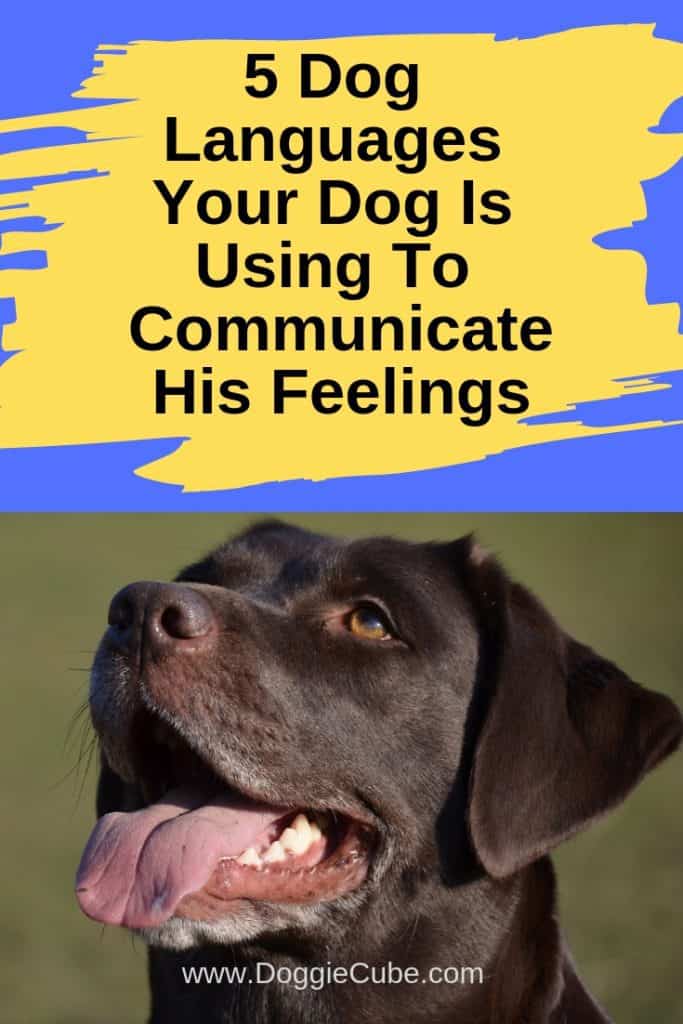 5 Dog languages your dog is using to communicate his feelings