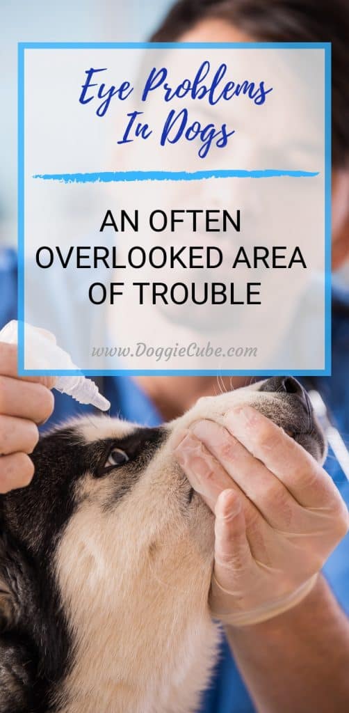 Eye problems in dogs