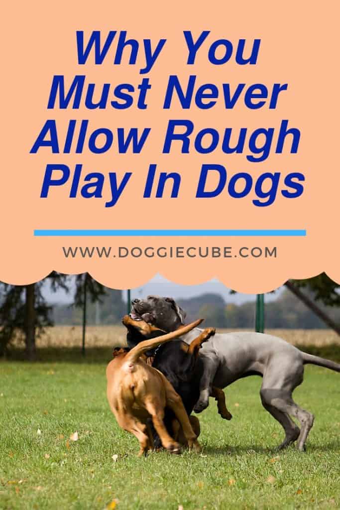 Why you must never allow rough play in dogs
