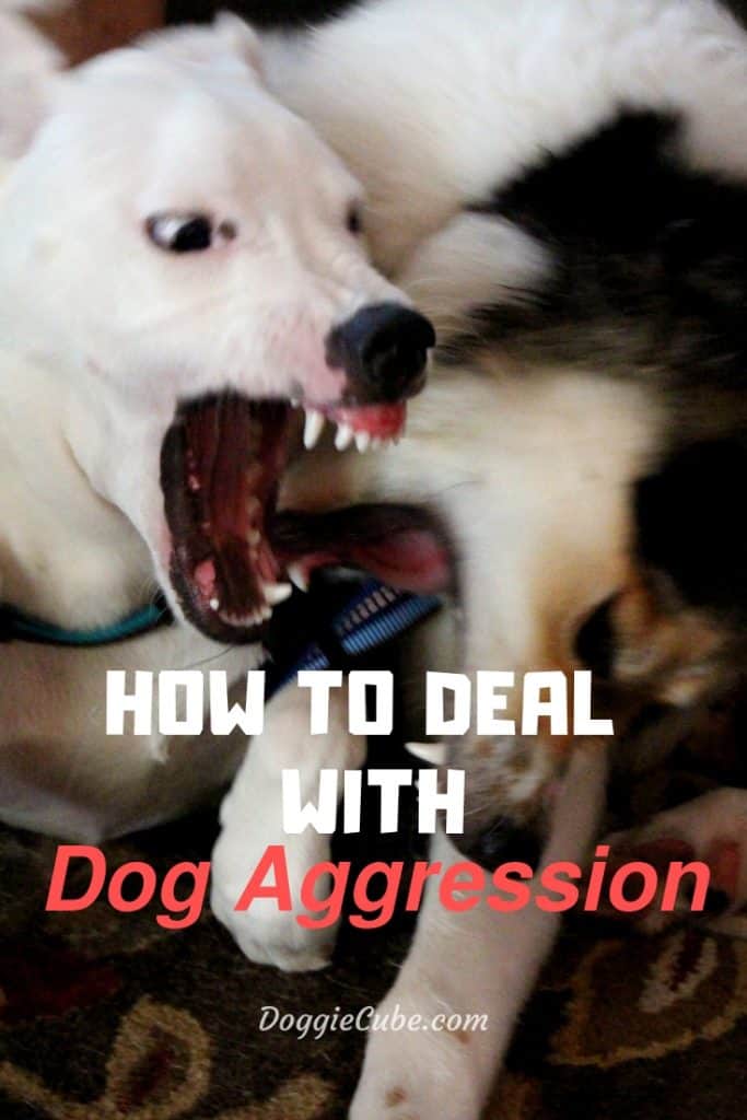 How to deal with dog aggression