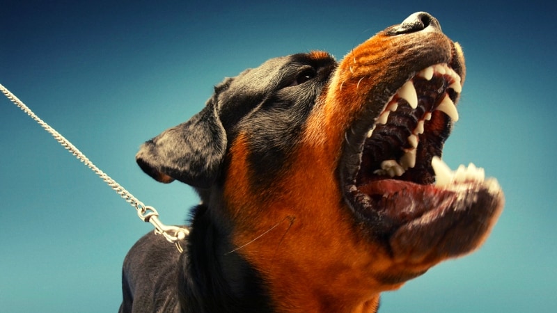 Aggressive dog barking and showing teeth