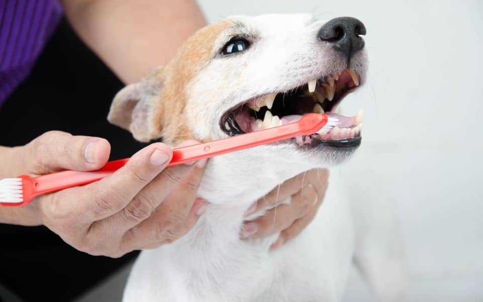 Brushing a dog's teeth