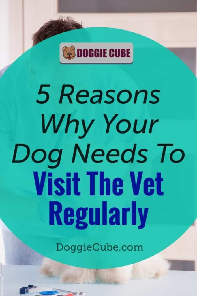 5 Reasons Why Your Dog Needs To Visit The Vet Regularly
