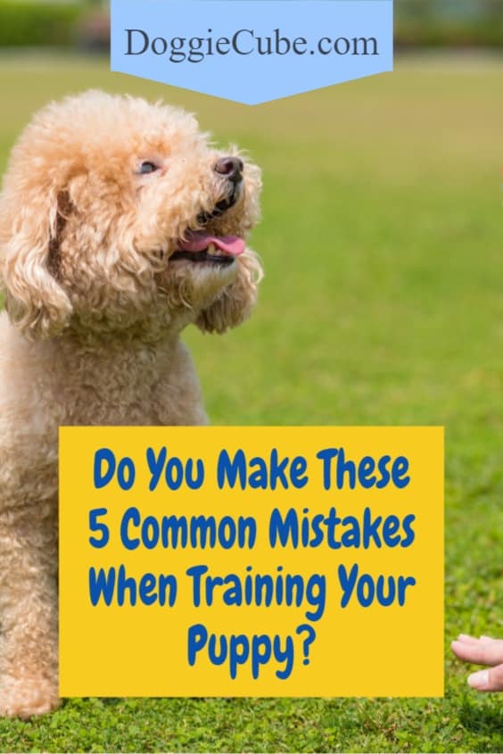 Do You Make These 5 Common Mistakes When Training Your Puppy?