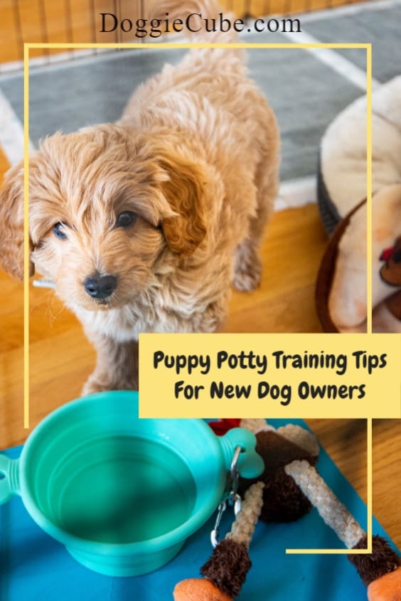 Puppy Potty Training Tips - How to Potty Train Your Puppy Effectively