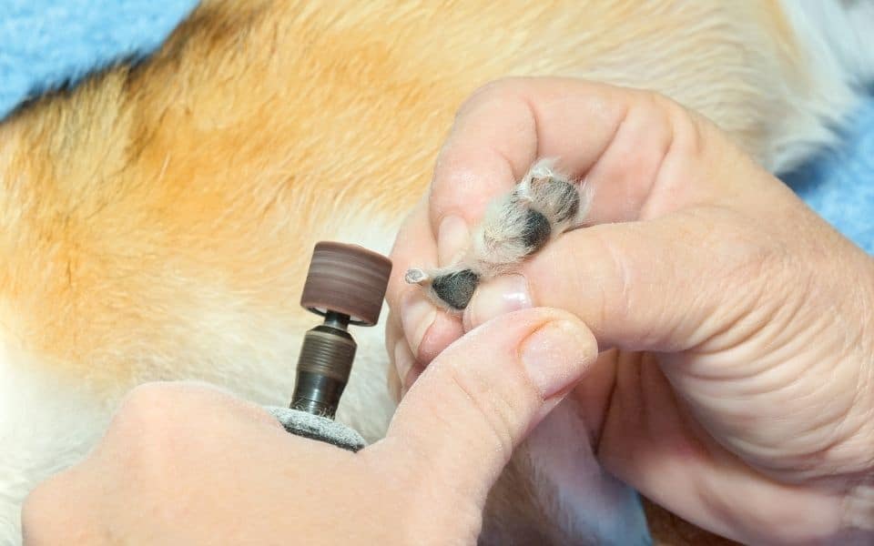 Grinding a dog's nail with a nail grinder