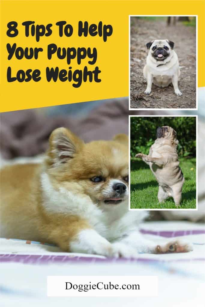 8 Tips To Help Your Puppy Lose Weight