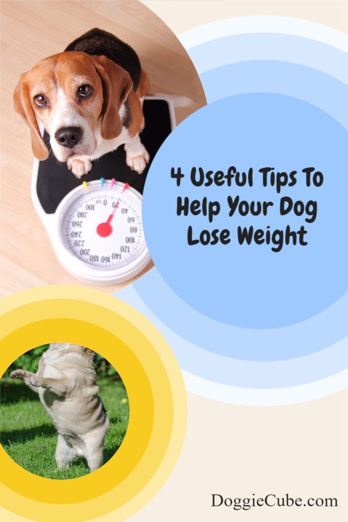 4 Useful Tips To Help Your Dog Lose Weight
