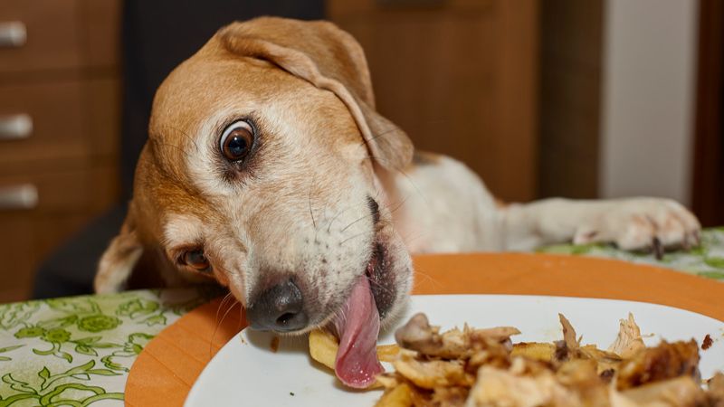 Dog stealing food from a plate