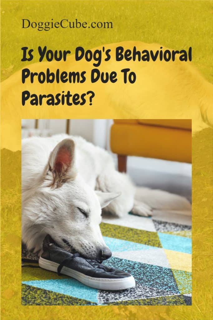 Is Your Dog's Behavioral Problems Due To Parasites?