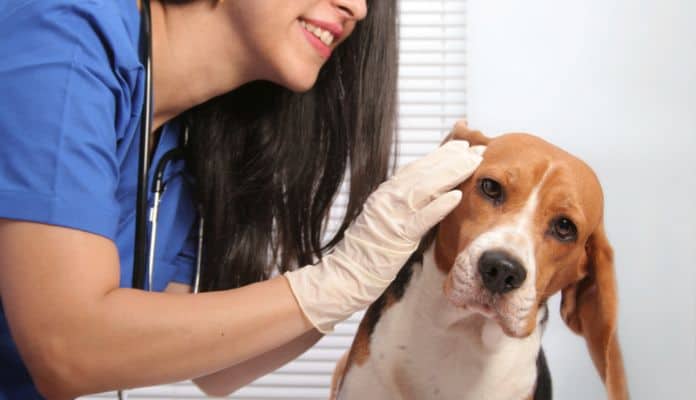 Vet examines a dog's ear