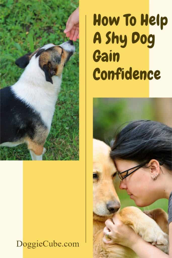 How To Help A Shy Dog Gain Confidence