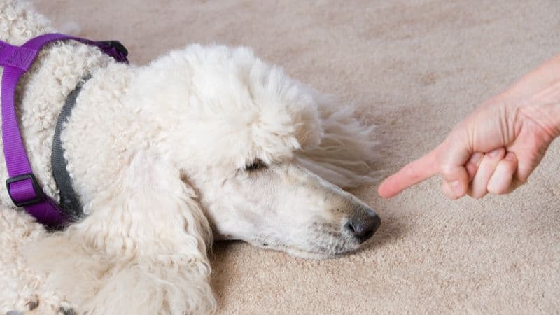 Avoid scolding your shy dog