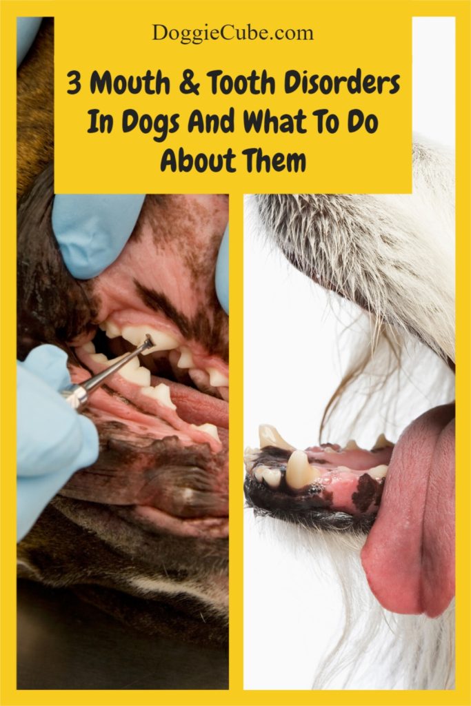 3 Mouth & Tooth Disorders In Dogs And What To Do About Them