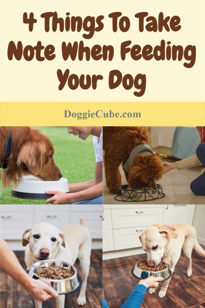 4 Things To Take Note When Feeding Your Dog