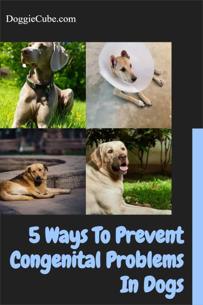 5 Ways To Prevent Congenital Problems In Dogs