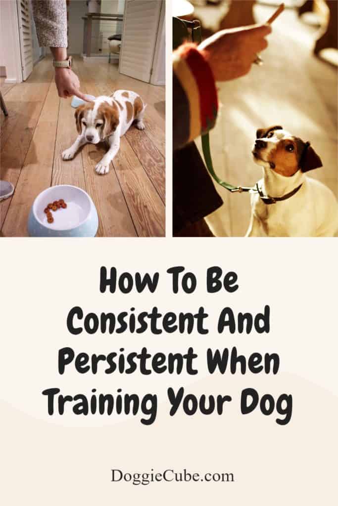 How To Be Consistent And Persistent When Training Your Dog