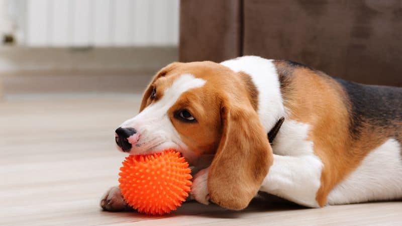 Dog chewing on toy