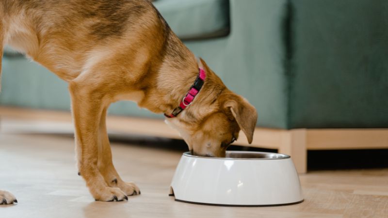 Dog feeding from dish