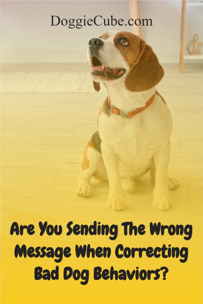 Are You Sending The Wrong Message When Correcting Bad Dog Behaviors?